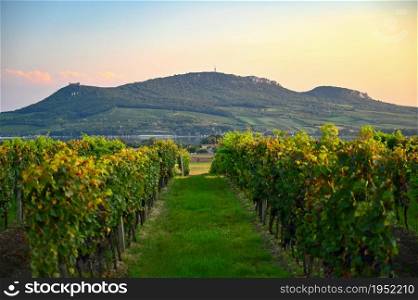 Vineyards - Palava region. South Moravia, Czech Republic.