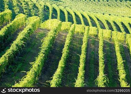 Vineyards panorama, Barbaresco hills, piemonte, Italy