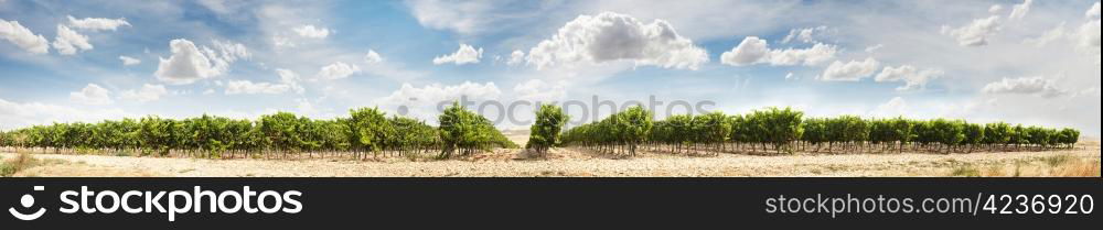 Vineyards panoramic image. Cloudy sunny sky