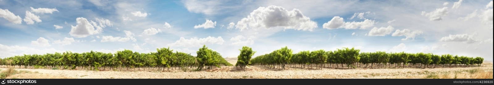Vineyards panoramic image. Cloudy sunny sky