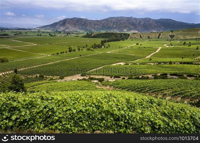 Vineyards producing Chilean wine near Santa Cruz in the Colchagua Valley in central Chile, South America.