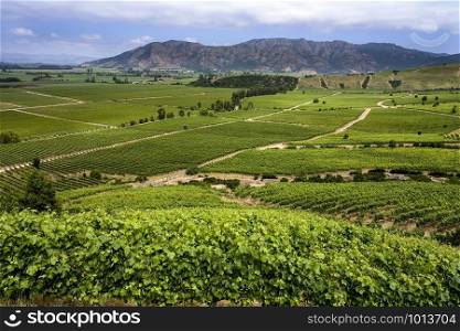 Vineyards producing Chilean wine near Santa Cruz in the Colchagua Valley in central Chile, South America.