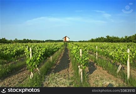 Vineyards rows by a sunny day