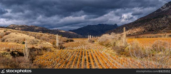 Vineyards. The Autumn Valley. Vineyard on a background of mountains and sky