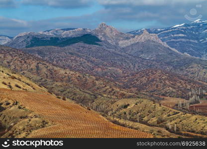 Vineyards. The Autumn Valley. Vineyard on a background of mountains and sky