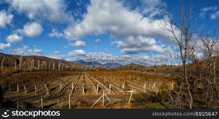 Vineyards. The Autumn Valley. Vineyards. Autumn valley against the background of mountains and sky