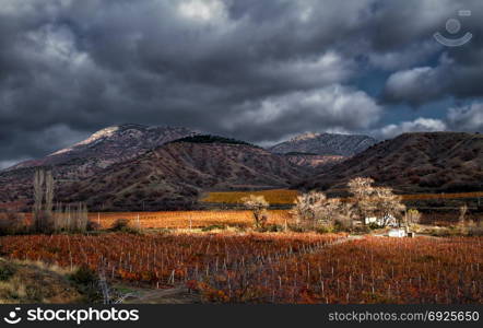 Vineyards. The Autumn Valley. Vineyards. Autumn valley against the background of mountains and sky