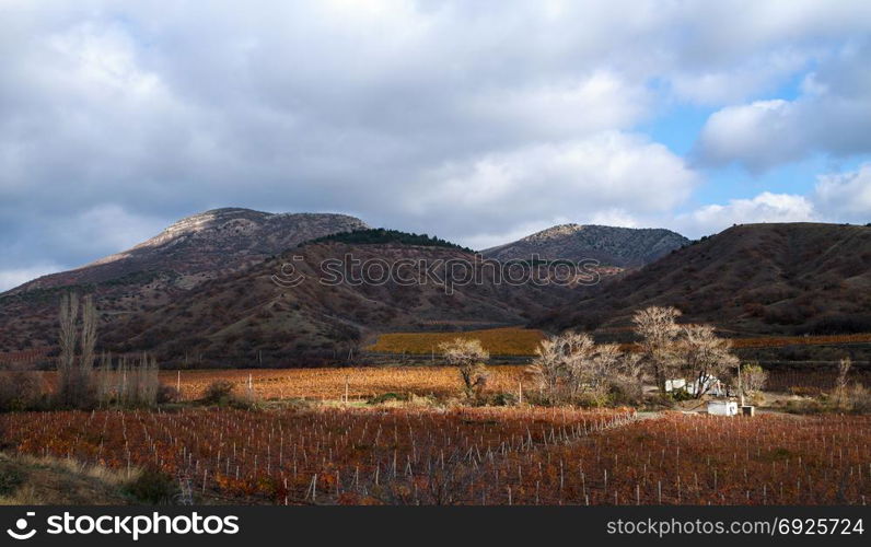 Vineyards. The Autumn Valley. Vineyards. Autumn valley against the background of mountains and sky