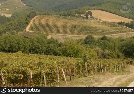 Vineyards - Tuscany, Italy