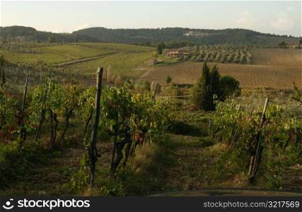 Vineyards - Tuscany, Italy