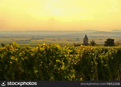 Vineyards under Palava. Southern Moravia, Czech Republic in autumn time wine harvest.
