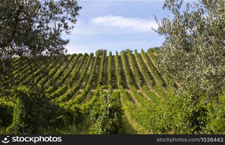 Vineyards with red grape for wine making. Big italian vineyard rows. Sunny day.