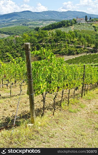 Vineyards with Ripe Grapes in the Autumn