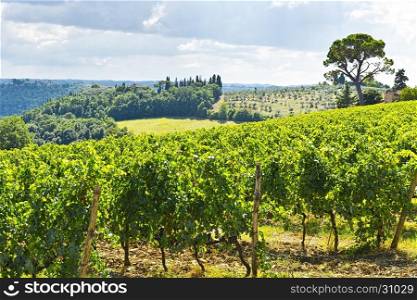 Vineyards with Ripe Grapes in the Autumn