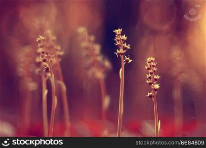 vintage background little flowers, nature beautiful, toning design spring nature, sun plants