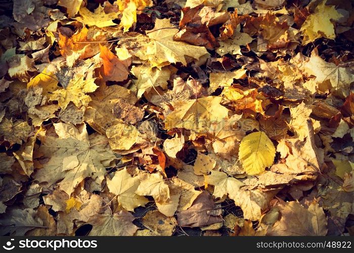 Vintage background of colorful autumn leaves