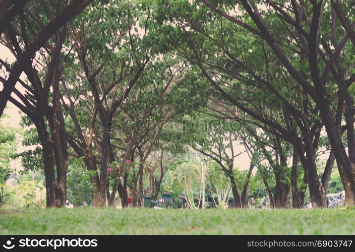 Vintage beautiful tree park.