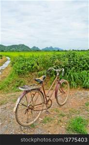 Vintage bicycle at rice field