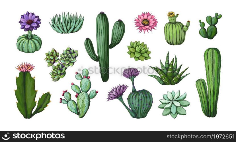 Vintage cactus drawing. Desert floral clipart engraving artwork. Nature exotic plant with thorns and blossom. Spiky flora greenery. Houseplant mockup. Botanical blooming elements. Vector succulent set. Vintage cactus drawing. Desert floral clipart engraving artwork. Nature plant with thorns and blossom. Spiky flora greenery. Houseplant mockup. Botanical elements. Vector succulent set