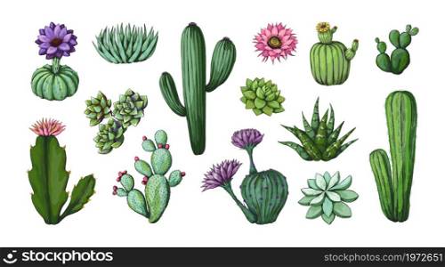 Vintage cactus drawing. Desert floral clipart engraving artwork. Nature exotic plant with thorns and blossom. Spiky flora greenery. Houseplant mockup. Botanical blooming elements. Vector succulent set. Vintage cactus drawing. Desert floral clipart engraving artwork. Nature plant with thorns and blossom. Spiky flora greenery. Houseplant mockup. Botanical elements. Vector succulent set