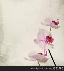 vintage card with orchid flower
