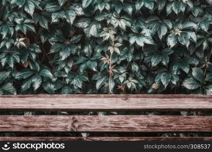 Vintage colored nature background with copy space - wet leaves of wild grapes with water drops over wooden planks.. Wet Leaves Over Wooden Planks