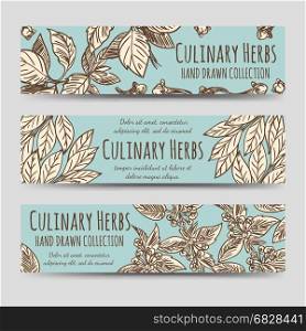 Vintage culinary herbs horizontal banners. Vintage culinary herbs horizontal banners collection. Vector illustration