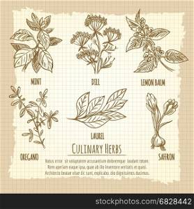Vintage culinary herbs information poster design. Vintage culinary herbs information poster design. Vector illustration
