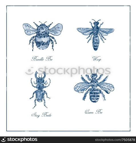 Vintage drawing illustration of a collection of insects like the Bumble Bee, Wasp, Stag Beetle and Queen Bee in blue duotone on isolated white background.. Bumble Bee, Wasp, Stag Beetle and Queen Bee Vintage Collection