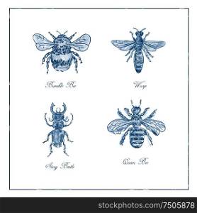 Vintage drawing illustration of a collection of insects like the Bumble Bee, Wasp, Stag Beetle and Queen Bee in blue duotone on isolated white background.. Bumble Bee, Wasp, Stag Beetle and Queen Bee Vintage Collection