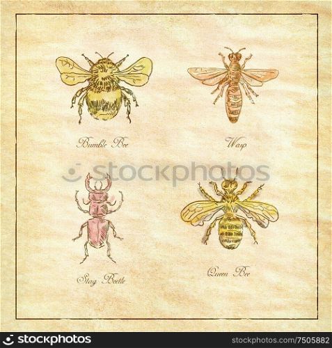 Vintage drawing illustration of a collection of insects like the Bumble Bee, Wasp, Stag Beetle and Queen Bee antique paper.. Bumble Bee, Wasp, Stag Beetle and Queen Bee Vintage Collection
