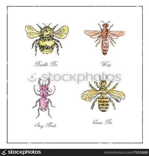Vintage drawing illustration of a collection of insects like the Bumble Bee, Wasp, Stag Beetle and Queen Bee in full color on isolated white background.. Bumble Bee, Wasp, Stag Beetle and Queen Bee Vintage Collection