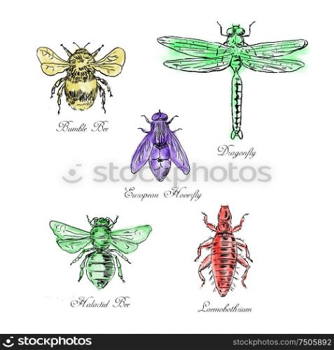Vintage drawing illustration of a collection of insects like the Bumble Bee, European Hoverfly, Dragonfly, Hlalactid Bee, and Lice in color on isolated white background.. Bumble Bee, European Hoverfly, Dragonfly, Hlalactid Bee, and Lice Vintage Collection