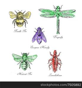 Vintage drawing illustration of a collection of insects like the Bumble Bee, European Hoverfly, Dragonfly, Hlalactid Bee, and Lice in color on isolated white background.. Bumble Bee, European Hoverfly, Dragonfly, Hlalactid Bee, and Lice Vintage Collection