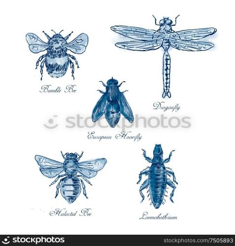 Vintage drawing illustration of a collection of insects like the Bumble Bee, European Hoverfly, Dragonfly, Hlalactid Bee, and Lice in blue duotone on isolated white background.. Bumble Bee, European Hoverfly, Dragonfly, Hlalactid Bee, and Lice Vintage Collection