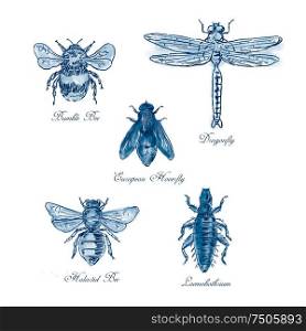 Vintage drawing illustration of a collection of insects like the Bumble Bee, European Hoverfly, Dragonfly, Hlalactid Bee, and Lice in blue duotone on isolated white background.. Bumble Bee, European Hoverfly, Dragonfly, Hlalactid Bee, and Lice Vintage Collection