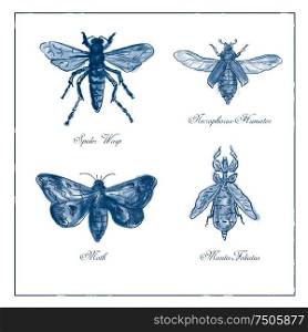 Vintage drawing illustration of a collection of insects like the Spider Wasp, Moth, Necrophorus Humator beetle, Mantis Foliatus in blue duotone on isolated white background.. Spider Wasp, Moth, Necrophorus Humator beetle, Mantis Foliatus Vintage Collection