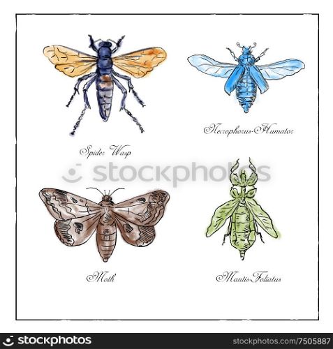 Vintage drawing illustration of a collection of insects like the Spider Wasp, Moth, Necrophorus Humator beetle, Mantis Foliatus in full color on isolated white background.. Spider Wasp, Moth, Necrophorus Humator beetle, Mantis Foliatus Vintage Collection