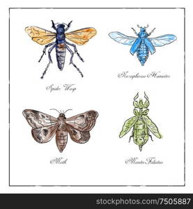 Vintage drawing illustration of a collection of insects like the Spider Wasp, Moth, Necrophorus Humator beetle, Mantis Foliatus in full color on isolated white background.. Spider Wasp, Moth, Necrophorus Humator beetle, Mantis Foliatus Vintage Collection