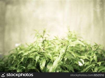 Vintage filtered : Green leaf bush and small white flower at concrete wall.