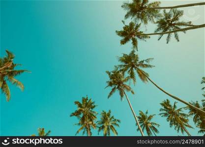 Vintage filtered tropical coconut palm tress over clear sky with copy space