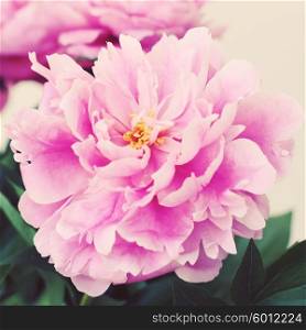 Vintage flower peony. Pink flowers. Photo toned style instagram filters
