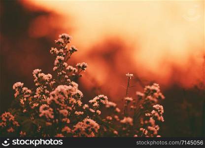 Vintage flower silhouette on sunset or sunrise nature background