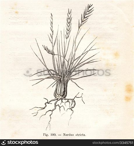 Vintage flowers illustrations. Vintage Nardus Stricta flower illustration - from the book Flora Alpina, Turin, Italy, 1891, by Fratelli Roda, now in the public domain