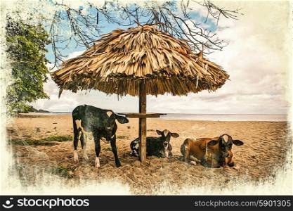 Vintage grunge graphics of cows on the beach