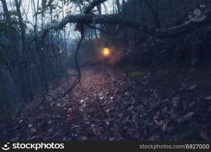 Vintage lantern and path through old foggy forest at night