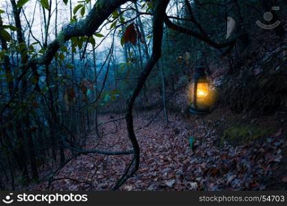 Vintage lantern at dark old forest