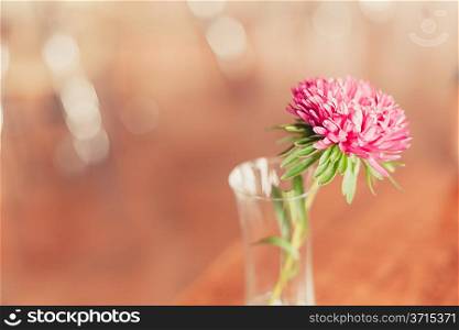 vintage looking shot - pink flower in the clear glass on the cafee table, one object, nobody, very low DOF