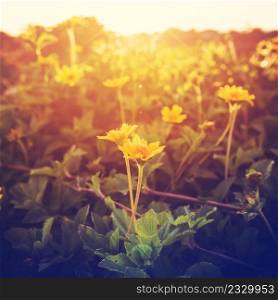 Vintage of photo  flowers yellow and plants in sunset