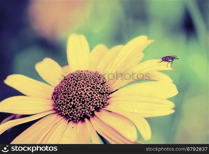 Vintage photo fly on a yellow flower